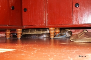 King cobra under a shoe rack. The owners thanked their luck for spotting the snake much before they slid their feet into those flip-flops.